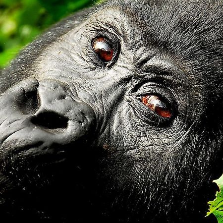 Sanctuary Gorilla Forest Camp Hotell Ntungamo  Exteriör bild