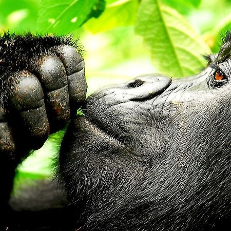 Sanctuary Gorilla Forest Camp Hotell Ntungamo  Exteriör bild