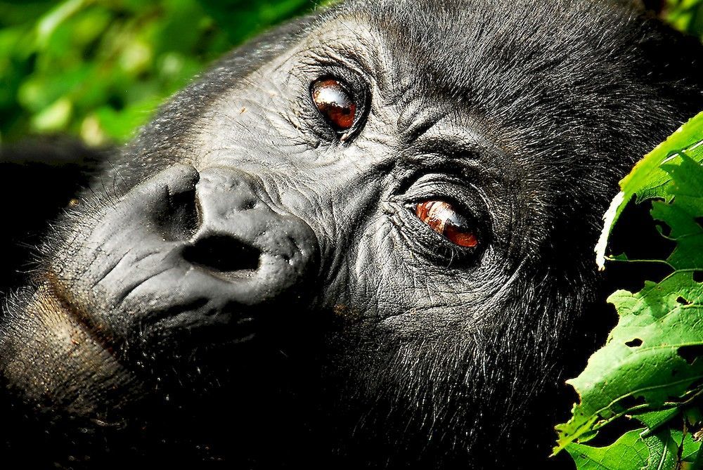 Sanctuary Gorilla Forest Camp Hotell Ntungamo  Exteriör bild