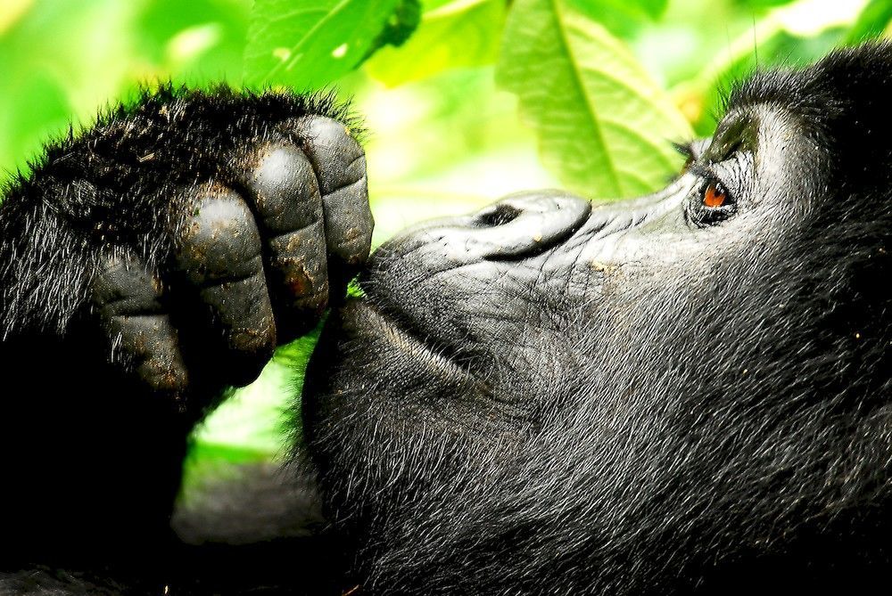 Sanctuary Gorilla Forest Camp Hotell Ntungamo  Exteriör bild