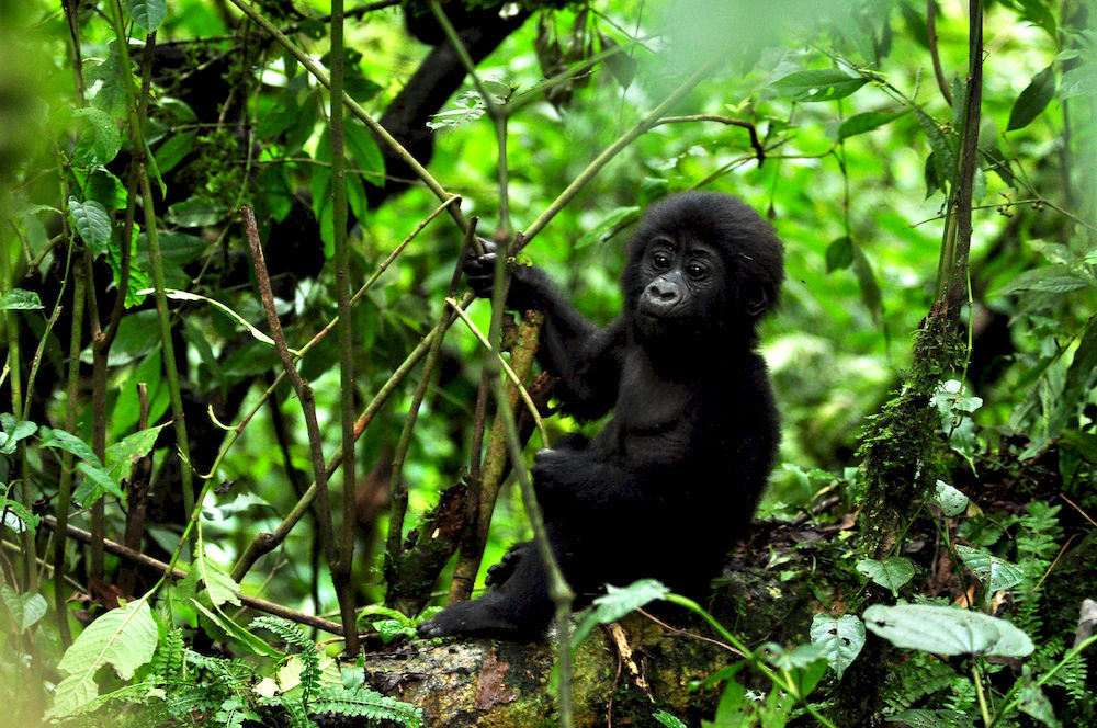 Sanctuary Gorilla Forest Camp Hotell Ntungamo  Exteriör bild